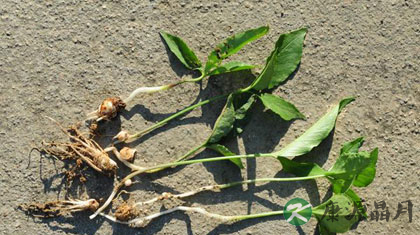 姜半夏如何炮制