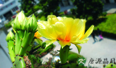 仙人掌的药用功效 润肠通便抑菌抗炎