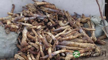 真假肉苁蓉的鉴别方法