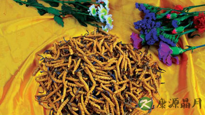 冬虫夏草什么季节吃最好