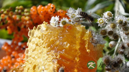 蜂王浆的吃法