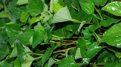 鱼腥草的功效 鱼腥草的功效