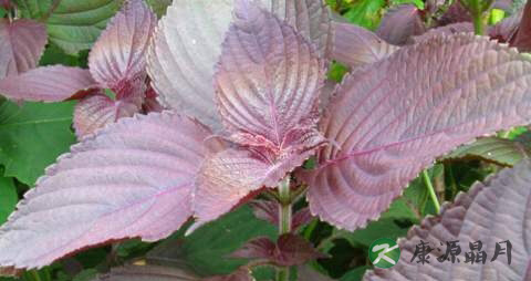 紫苏煮鸡蛋吃稳胎吗