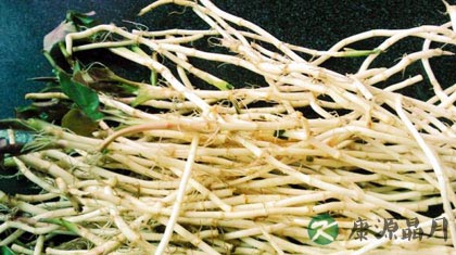 夏季清热养肺最好野菜——鱼腥草