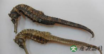 海马的功效与作用 治病验方