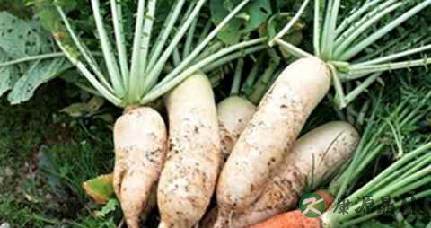 喝中药能吃柿子吗