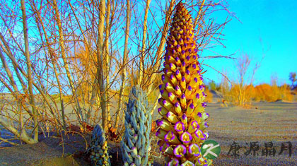 肉苁蓉和锁阳的区别