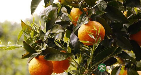 桔子吃多了会上火吗