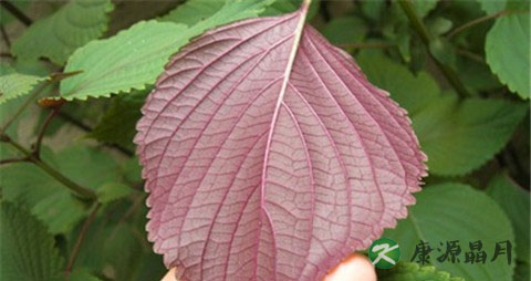 鲜紫苏叶泡水喝好吗