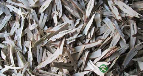 紫苏根泡水能治痔疮吗