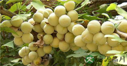 银杏的功效与作用