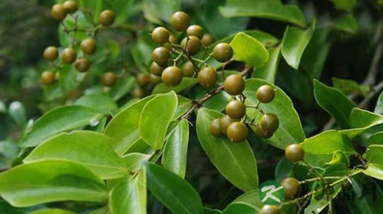 中药马钱子的功效