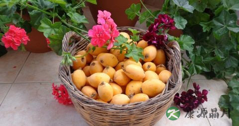 枇杷吃多了会上火吗