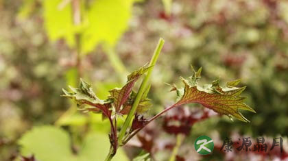 紫苏根煮蛋怎么煮