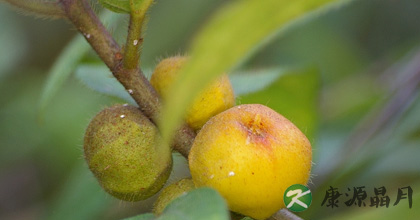 五指毛桃的功效与作用