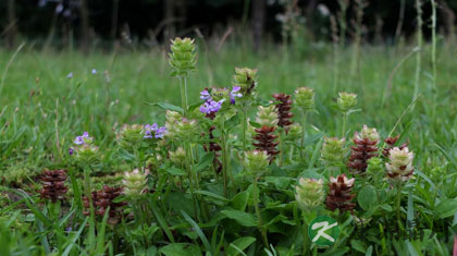夏枯草的副作用
