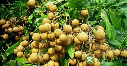 龙眼的功效有哪些方面