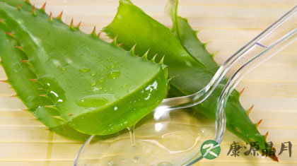 芦荟的功效与作用