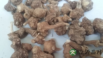 珠子参的功效与作用_珠子参的药用价值