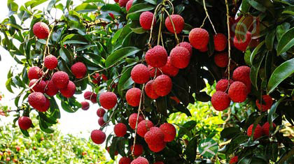 孕妇能吃荔枝吗