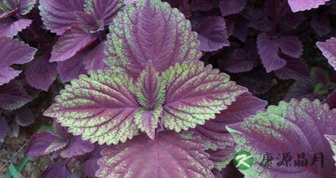 百合紫苏叶一起煮水喝的功效