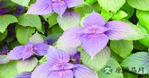 紫苏叶泡水喝的功效