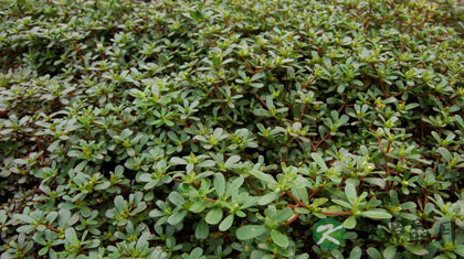 马齿苋的副作用