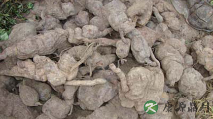 何首乌能治疗白发吗