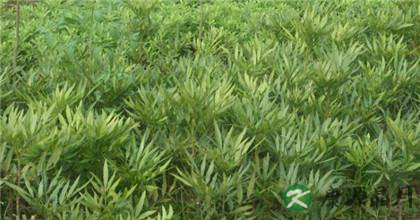 十大功劳的功效与作用详解