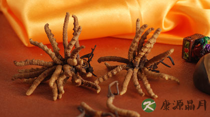 冬虫夏草的功效作用