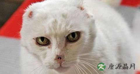 右眼皮跳是怎么回事