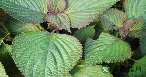 糖尿病可以吃紫苏叶吗