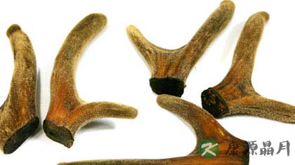 鹿茸的功效作用及食用方法