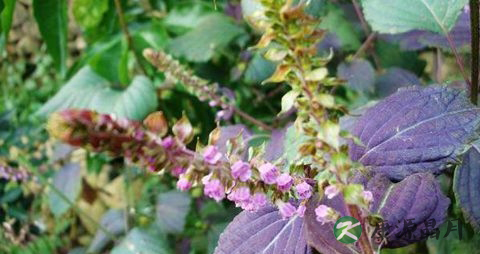 紫苏根可以治愈痔疮吗