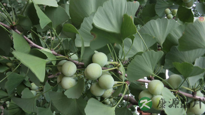 白果的药用价值