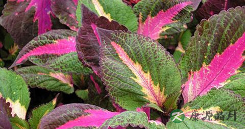 紫苏会导致口干舌燥吗