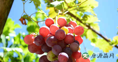 葡萄上火吗