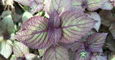 孕妇能吃紫苏吗