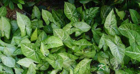 姜半夏如何炮制