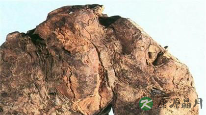 秋季养生 多吃茯苓延年益寿