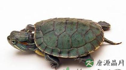 乌龟吃什么 应该要怎么养