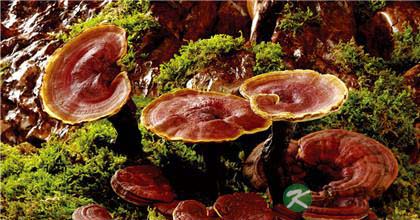 灵芝的那些知道或不知道的功效