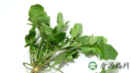 荠菜的食疗作用与功效