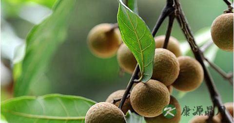 龙眼吃多了会上火吗