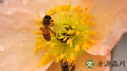 花粉的10大作用
