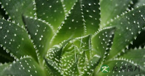 牙神经痛怎么办