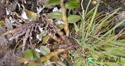 胃火大吃什么食物好