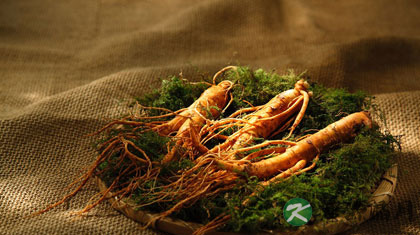 人参和西洋参的区别