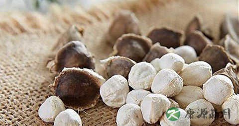 补肾的药有哪些