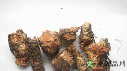 红景天的副作用